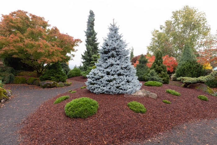 Monty® Blue Spruce - Picea pungens 'INMoHoop' from Faller Landscape