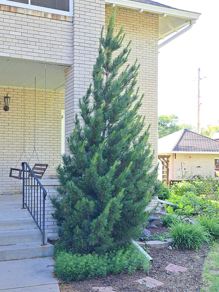 Chalet Swiss Stone Pine - Pinus cembra 'Chalet' from Faller Landscape