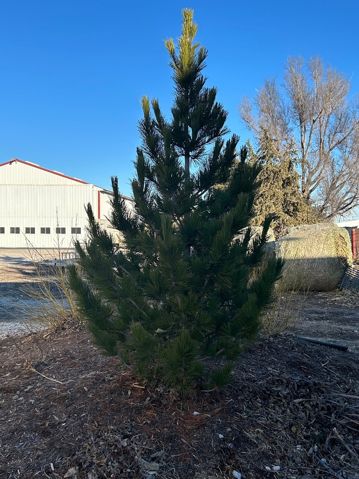 Prairie Statesman Swiss Stone Pine - Pinus cembra 'Herman' from Faller Landscape