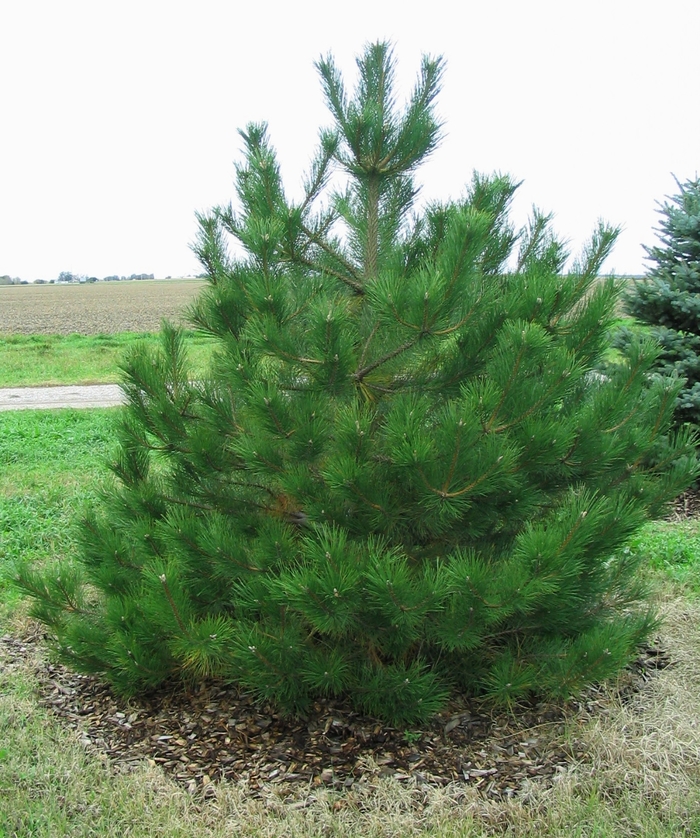 Austrian Pine - Pinus nigra from Faller Landscape
