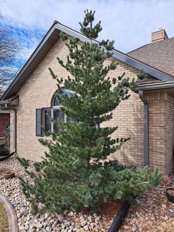 Japanese White Pine - Pinus parviflora 'Glauca' from Faller Landscape