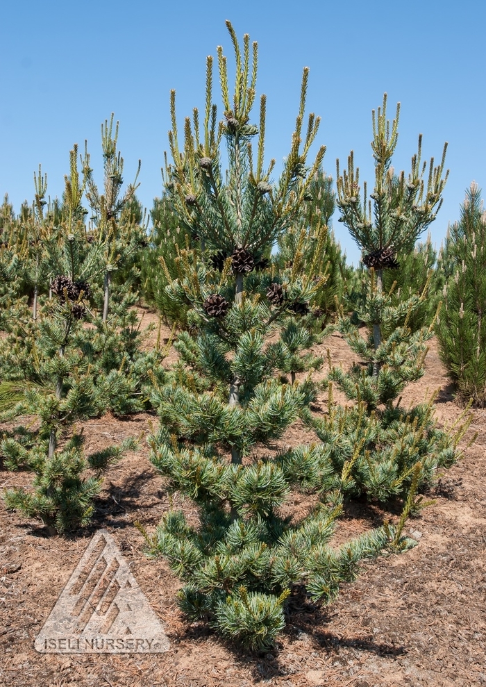 Blue Short Needle Japanese White Pine - Pinus parviflora 'Glauca Brevifolia' from Faller Landscape