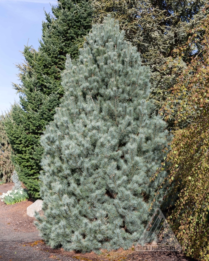 Pacific Blue Macedonian Pine - Pinus peuce 'Pacific Blue' from Faller Landscape