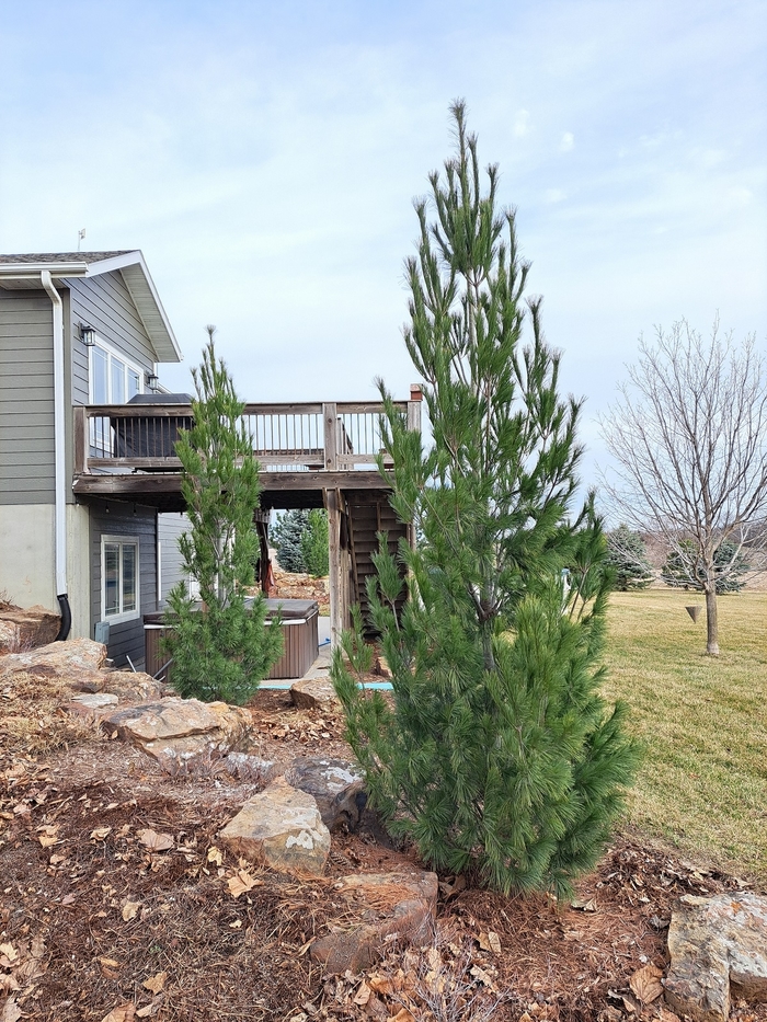 Columnar White Pine - Pinus strobus 'Stowe Pillar' from Faller Landscape