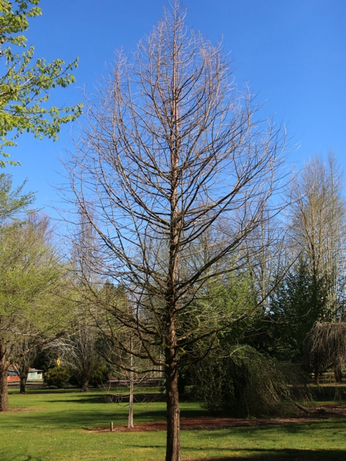 Green Whisper&reg; Bald Cypress - Taxodium distichum 'JFS-SGPN' from Faller Landscape