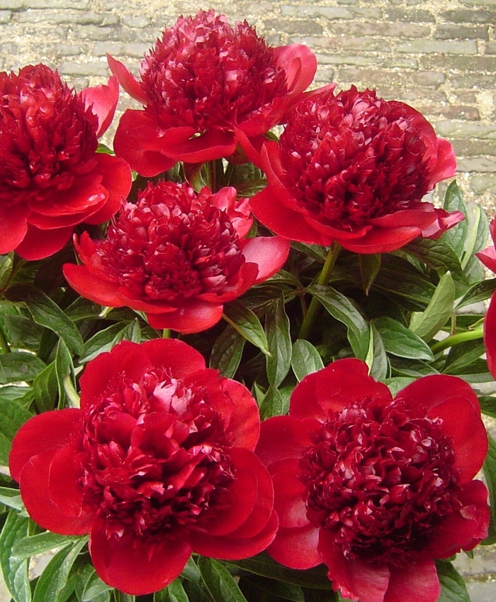 Red Charm Peony - Paeonia 'Red Charm' from Faller Landscape