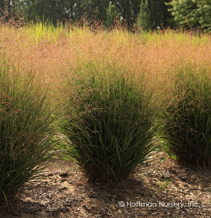 Dream Catcher® Tumbleweed® Switch Grass - Panicum virgatum 'Nondee' from Faller Landscape