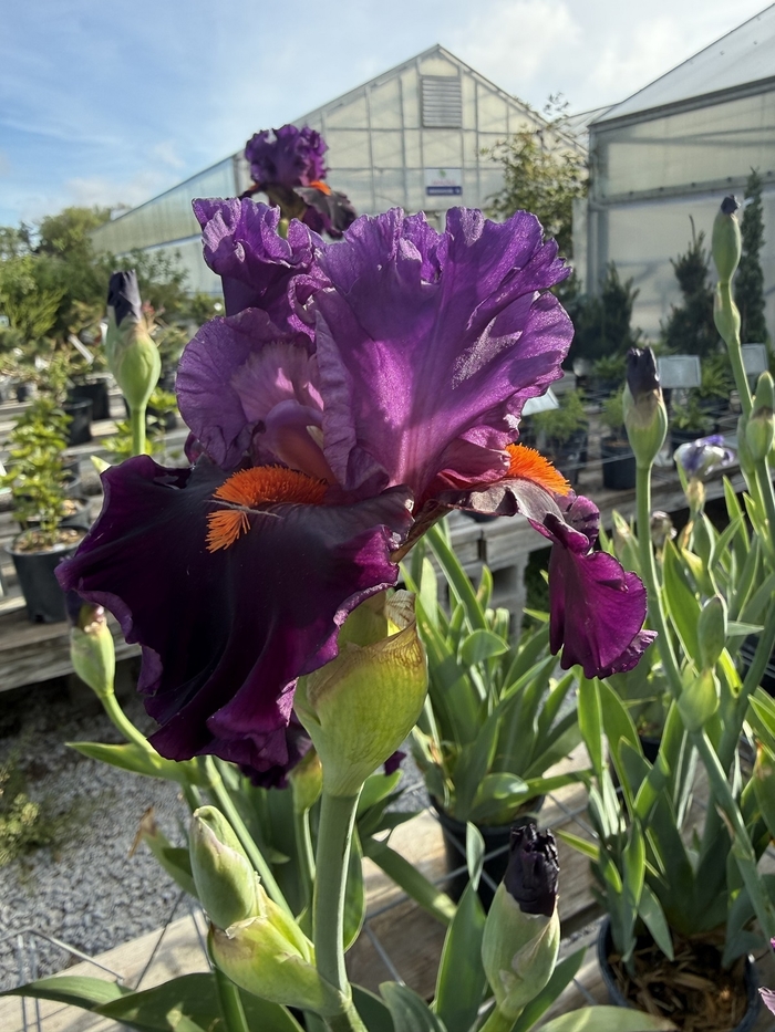Violet Turner Iris - Iris germanica 'Violet Turner' from Faller Landscape