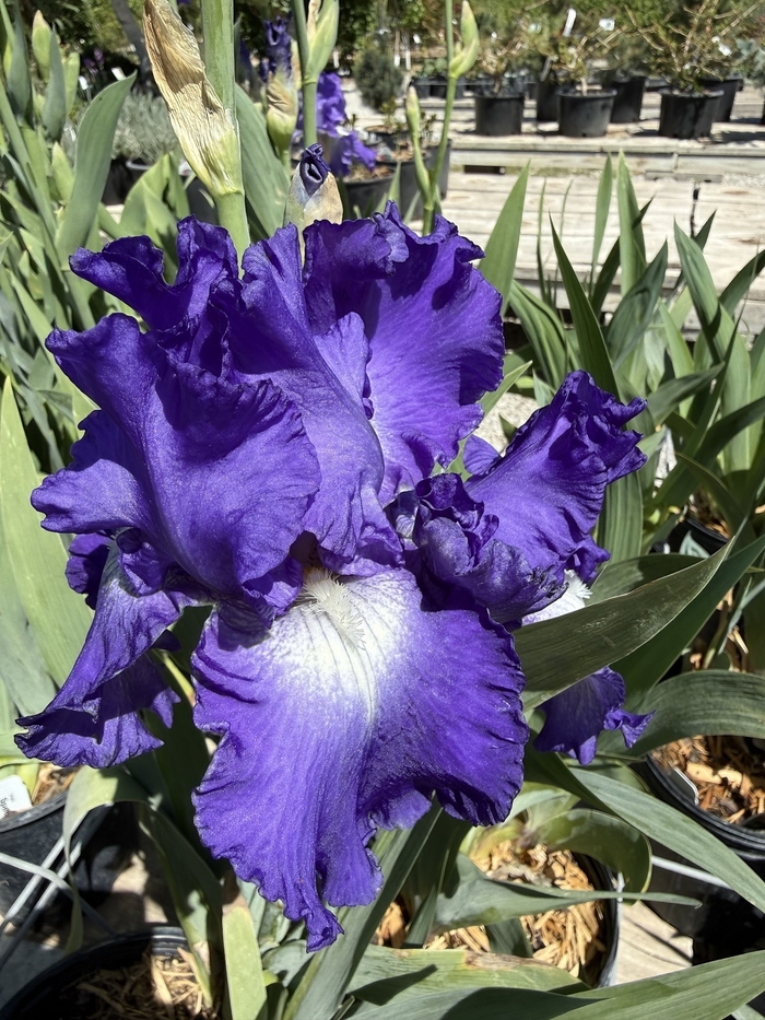 Speeding Again Iris - Iris germanica 'Speeding Again' from Faller Landscape