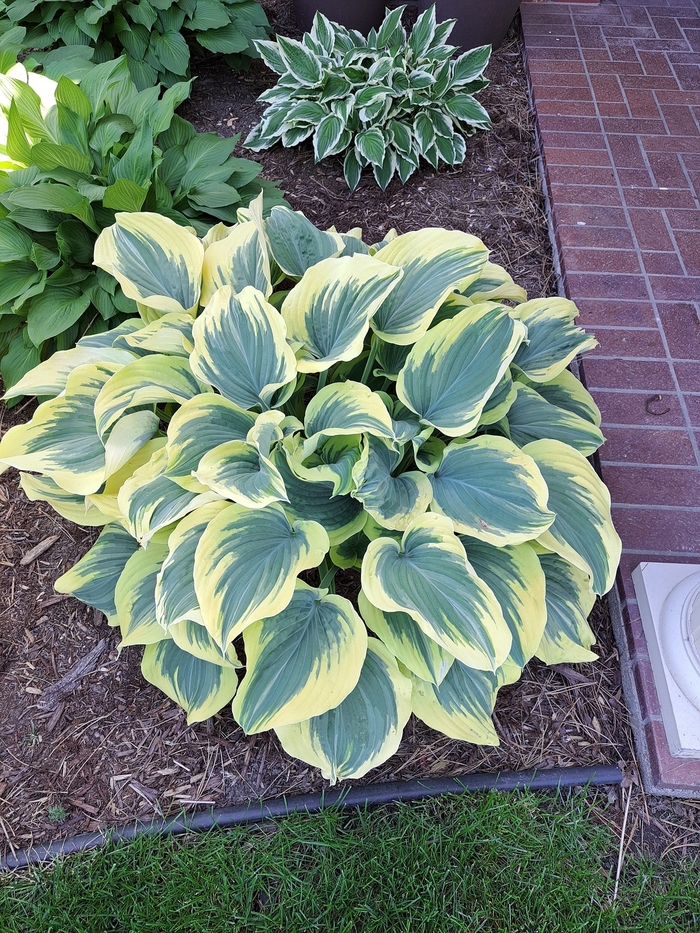 Ben Vernooij Hosta - Hosta 'Ben Vernooij' from Faller Landscape