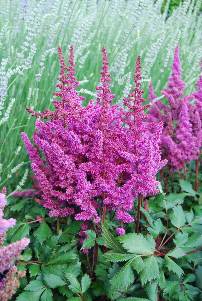 Vision in Red Astilbe - Astilb chinensis 'Vision in Red' from Faller Landscape