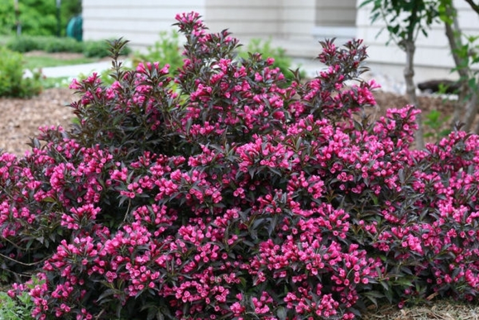 Spilled Wine® Weigela - Weigela florida 'Bokraspiwi' from Faller Landscape