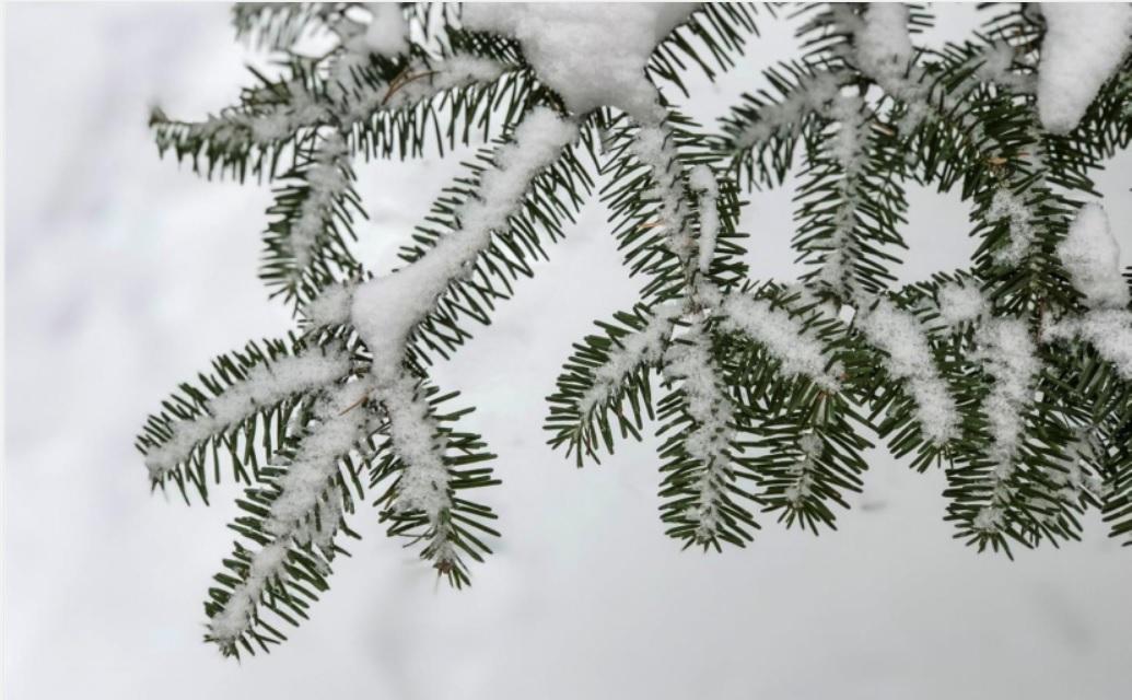 What do trees do in the winter?