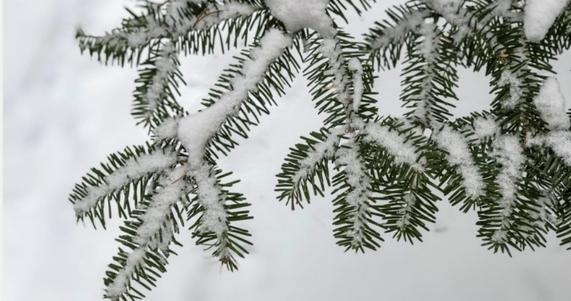 What do trees do in the winter?