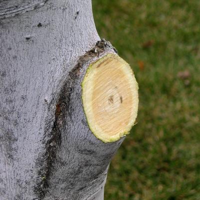 Prune just outside the branch collar.