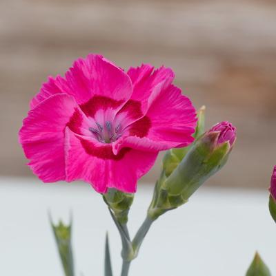 Bumbleberry Pie Dianthus (Photo Courtesy of Garden World)