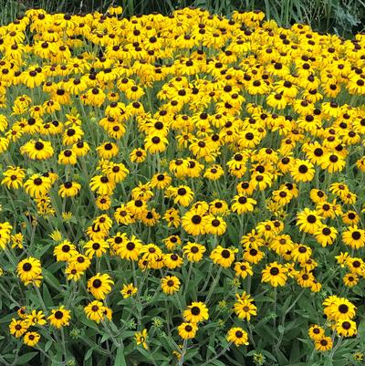 American Gold Black-Eyed Susan (Photo Courtesy of Garden World)