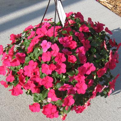 Lipstick Impatiens