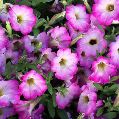 Pink Frills Petunia