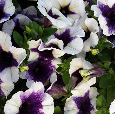Purple Halo Petunia