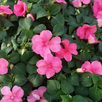Elfin Coral Impatiens