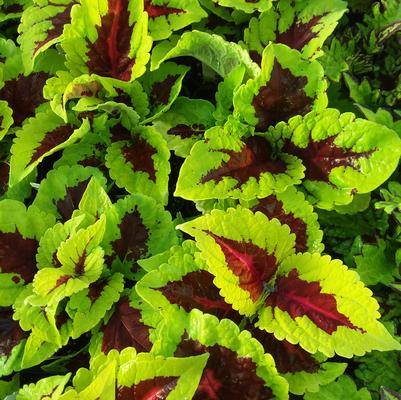 Kong Rose Coleus
