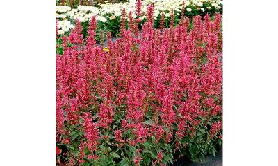 Morello Hyssop (Photo courtesy of Creek Hill)