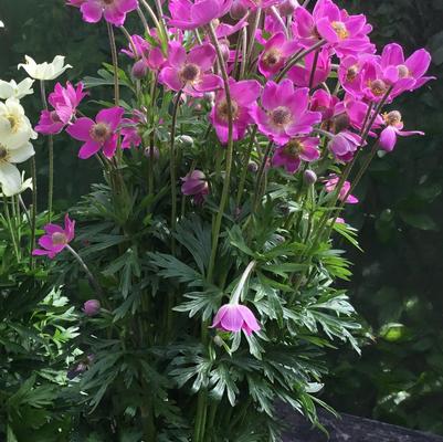Spring Beauty Windflower (Photo courtesy of Garden World)