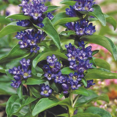 Blue Cross Gentian (Photo courtesy of Garden World)