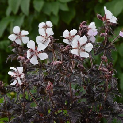 Midnight Ghost Geranium (Photo courtesy of Garden World)