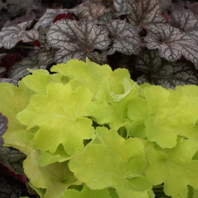 Citronelle Coral Bells (Photo courtesy of Garden World)