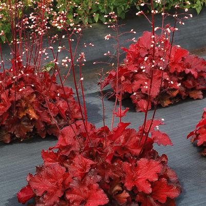 Forever Red Coral Bells (Photo courtesy of Garden World)