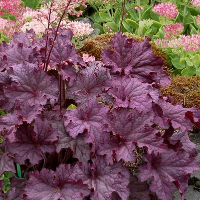 Grande Amethyst Coral Bells (Photo courtesy of Garden World)