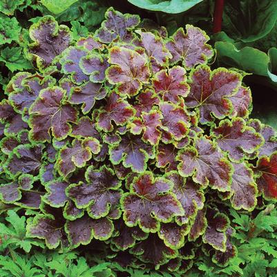 Solar Eclipse Heucherella (Photo courtesy of Garden World)