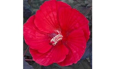 Midnight Marvel Hibiscus (Photo courtesy of Creek Hill Nursery)