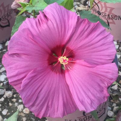 Plum Flambe Hibiscus (Photo courtesy of Garden World)