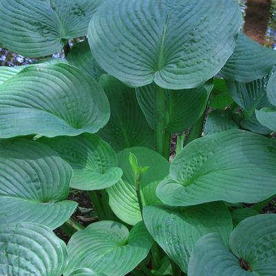 Jurrassic Park Hosta (Photo courtesy of Garden World)