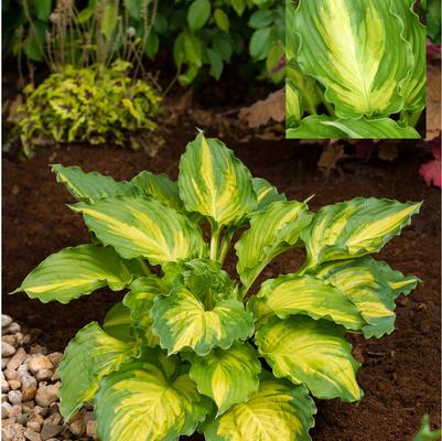 Lakeside Paisely Print Hosta (Photo courtesy of Garden World)