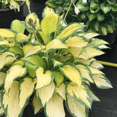 Orange Marmalade Hosta (Photo courtesy of Garden World)