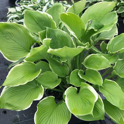 Winter Snow Hosta (Photo courtesy of Garden World)