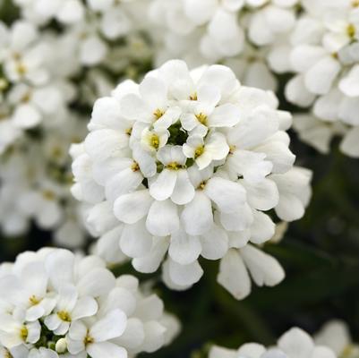 Snowsation Candytuft (Photo courtesy of Garden World)