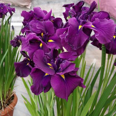 Eileen's Dream Japanese Iris (Photo courtesy of Garden World)