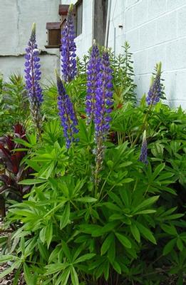 Sundial Lupine (Photo courtesy of North Creek Nursery)