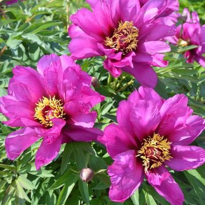 Morning Lilac Itoh Peony (Photo courtesy of Garden World)