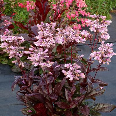 Dakota Burgundy Penstemon (Photo courtesy of Garden World)