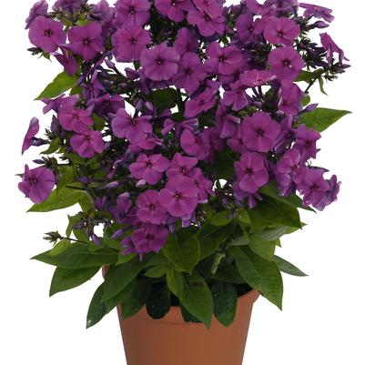 Purple Flame Tall Phlox (Photo courtesy of Garden World)