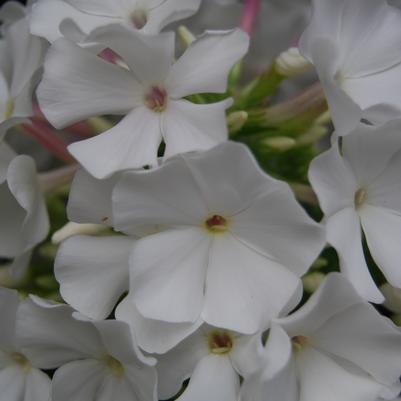 White Flame Tall Phlox (Photo courtesy of Garden World)