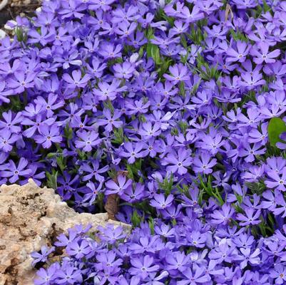Violet Pinwheels Creeping Phlox (Photo courtesy of Garden World)