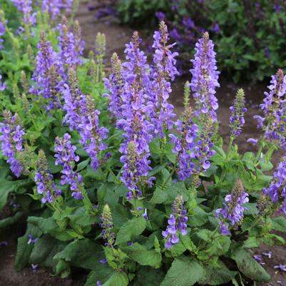 Sky Blue Marvel Salvia (Photo courtesy of Garden World)