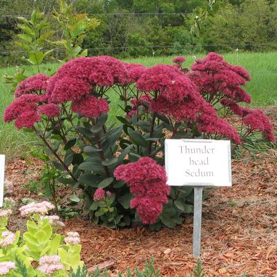 Thunderhead Sedum (Photo courtesy of Garden World)